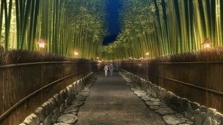 竹林小道漫步