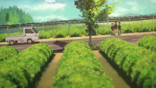 3D Tea Fields