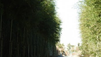 Bamboo Grove Cycling Path