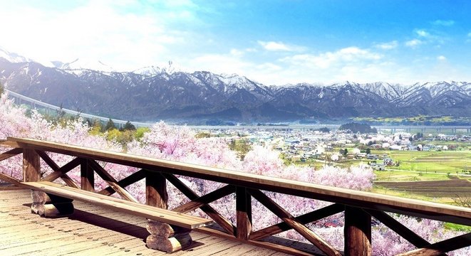 Cherry blossoms at the observatory