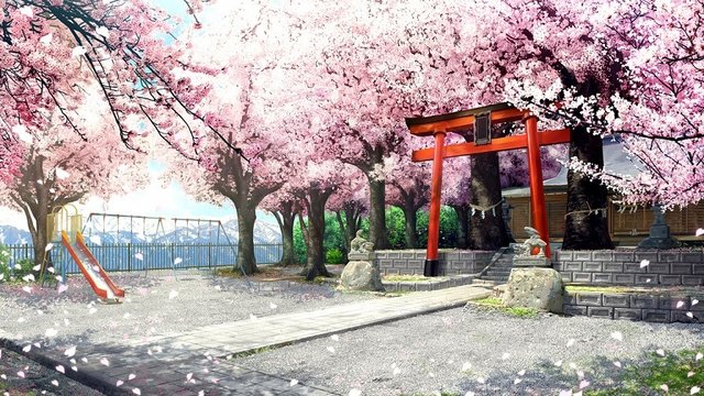 Cherry blossoms at Tenman Shrine