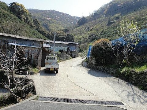 Momo's Fork in the Road
