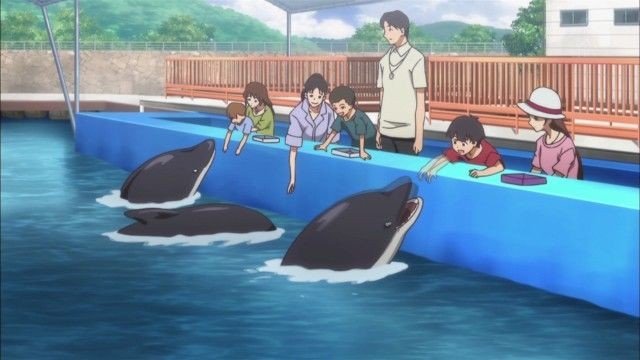 Dolphin Feeding Experience