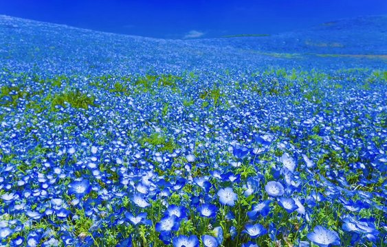 Blue Moonweed Flower Field