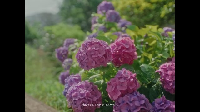 紫阳花公园