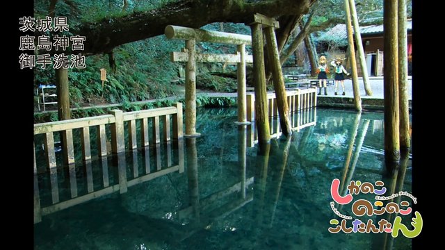 お手水での鹿乃子と虎視眈々