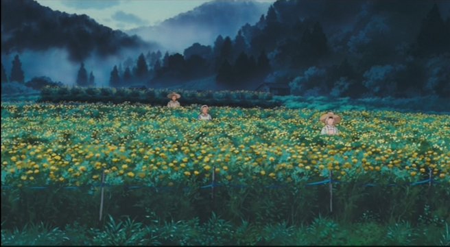 Safflower Field Scene