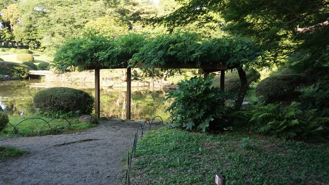 Wisteria Arbor