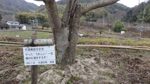 Sakura Tree on the Slope