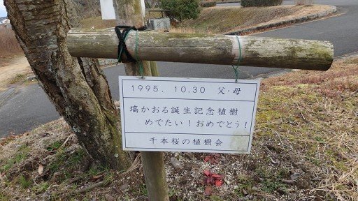 Kaotan's Cherry Blossom Tree