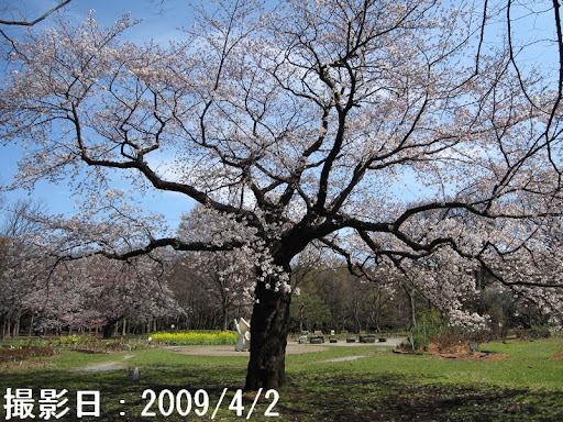 Kiss under the Cherry Blossom Tree