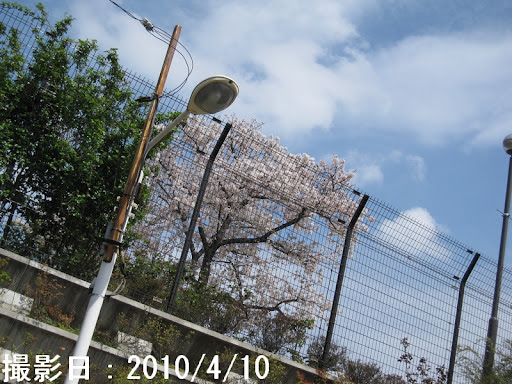 Cherry blossom at Sangubashi Park