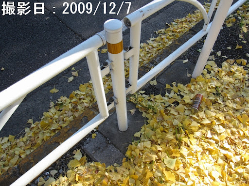 Sidewalk Covered with Fallen Ginkgo Leaves